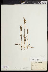 Spiranthes ochroleuca image