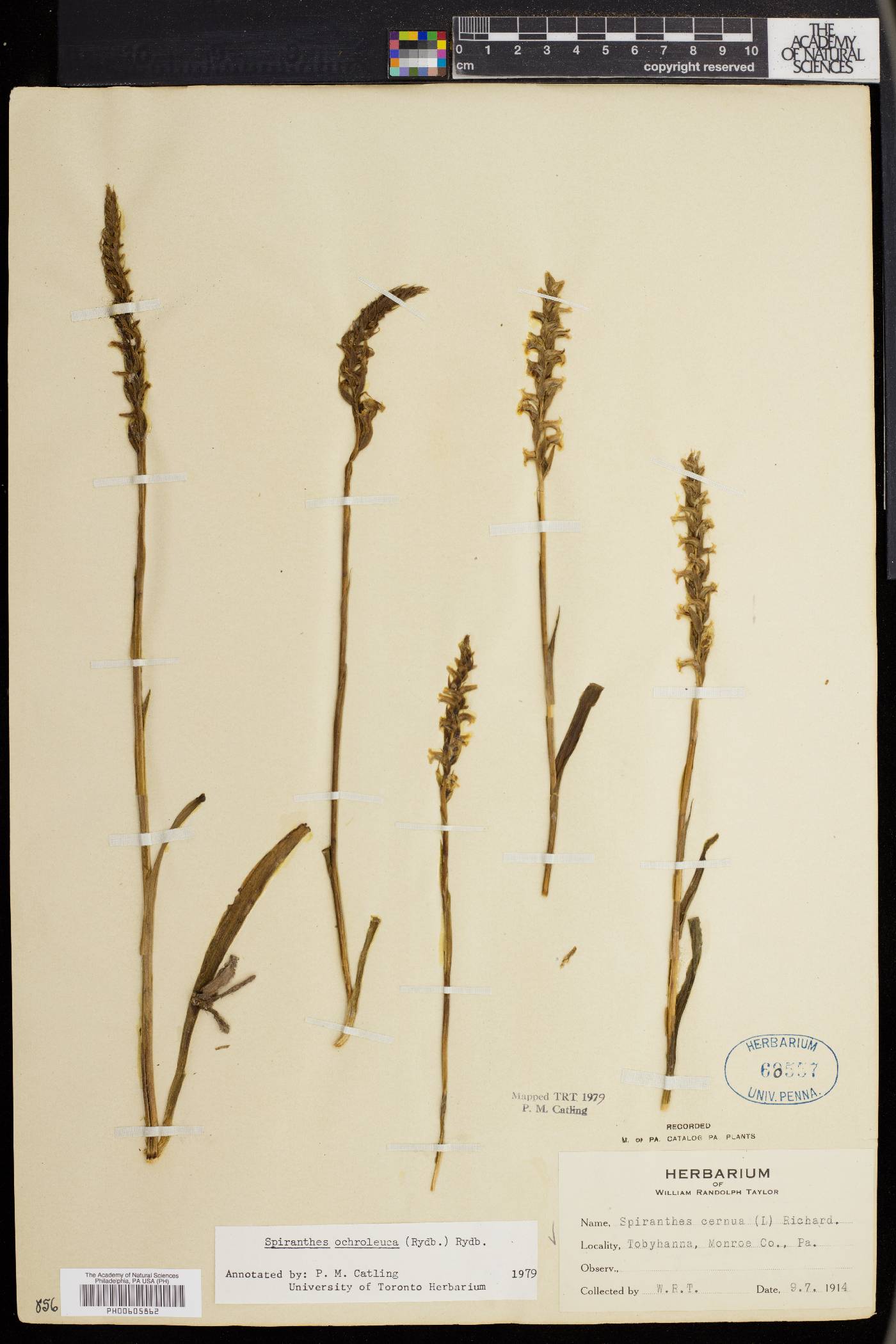 Spiranthes ochroleuca image