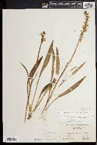 Spiranthes ochroleuca image