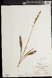 Spiranthes ochroleuca image