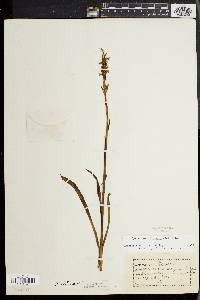 Spiranthes ochroleuca image