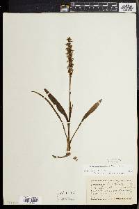 Spiranthes ochroleuca image