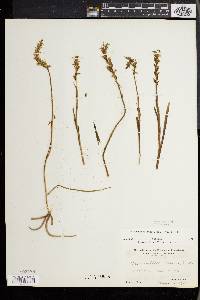 Spiranthes ochroleuca image