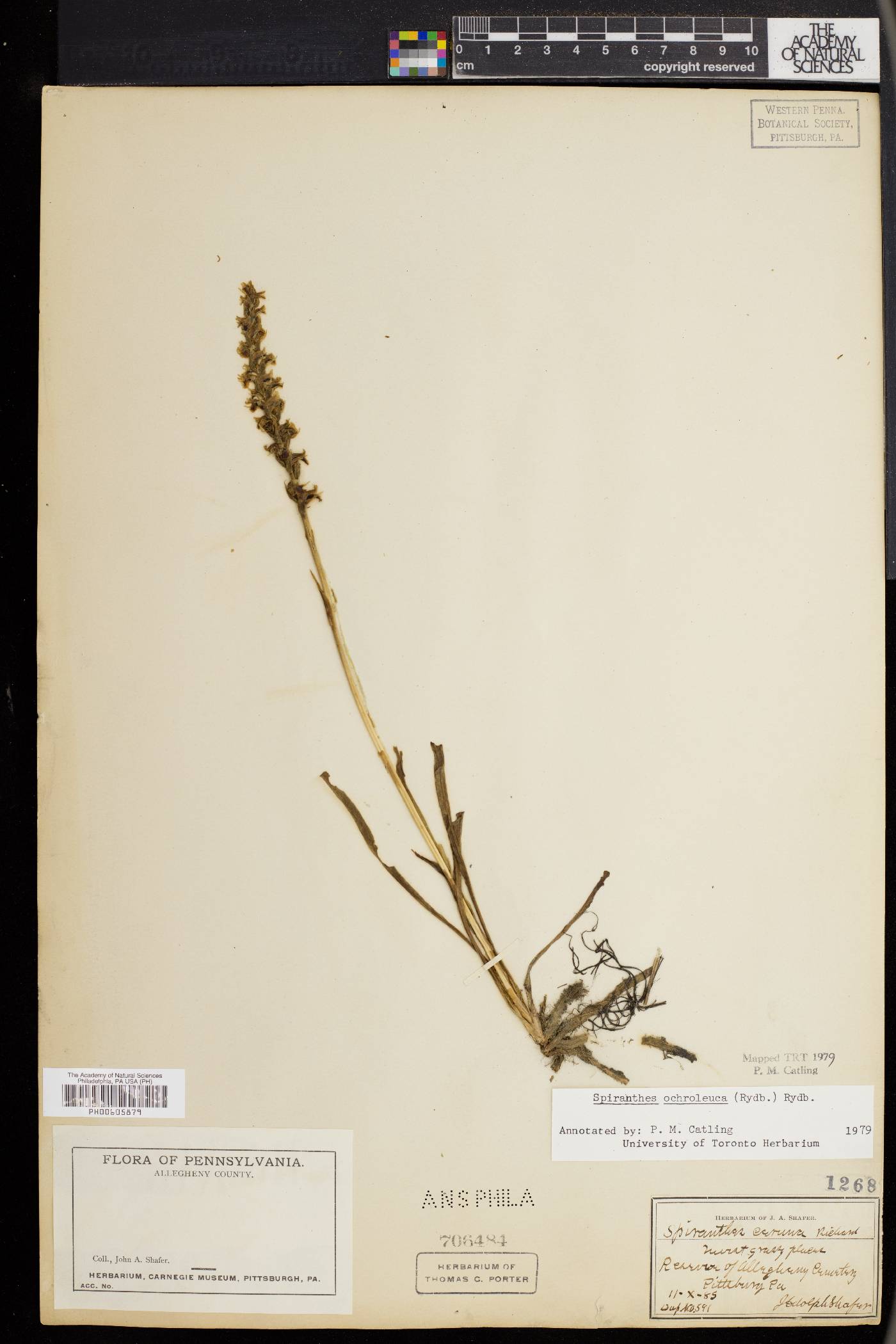 Spiranthes ochroleuca image