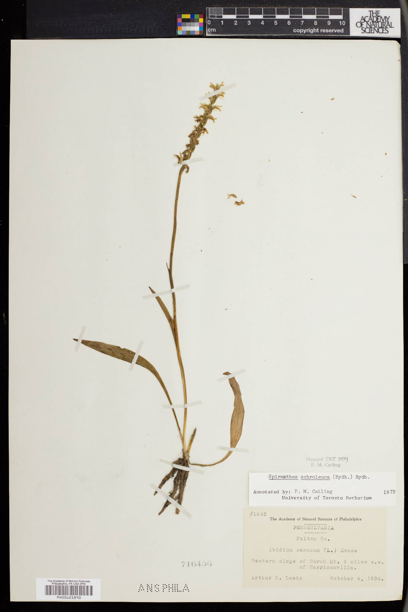 Spiranthes ochroleuca image