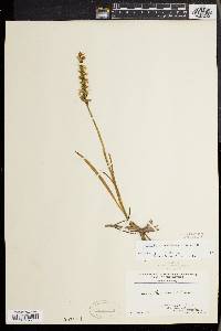 Spiranthes ochroleuca image