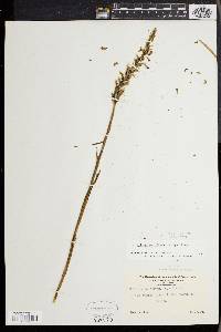 Spiranthes ochroleuca image