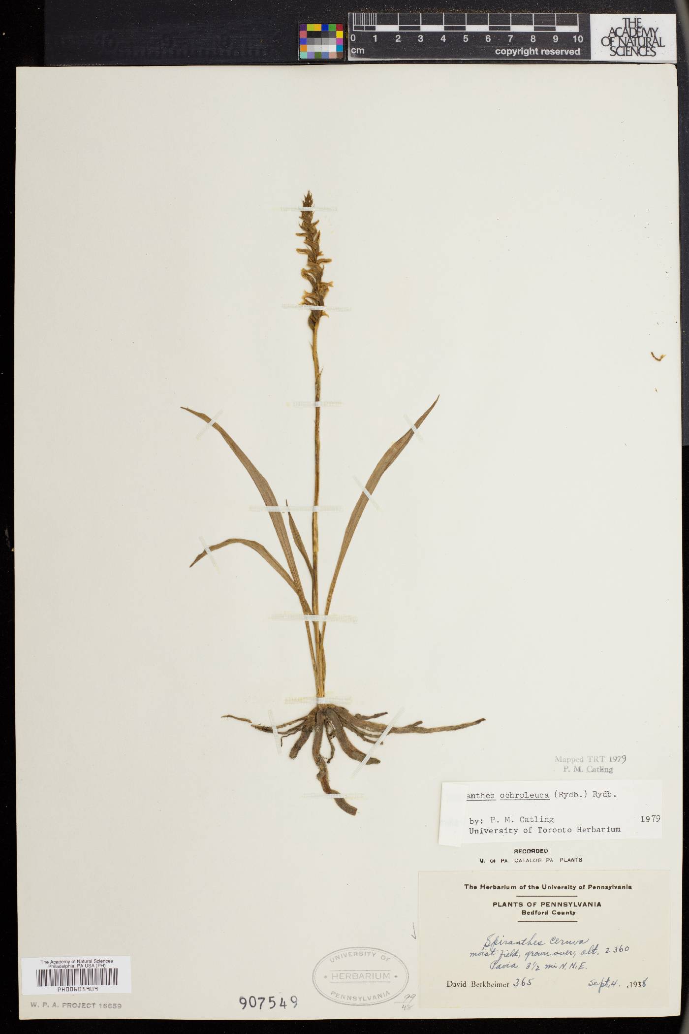 Spiranthes ochroleuca image