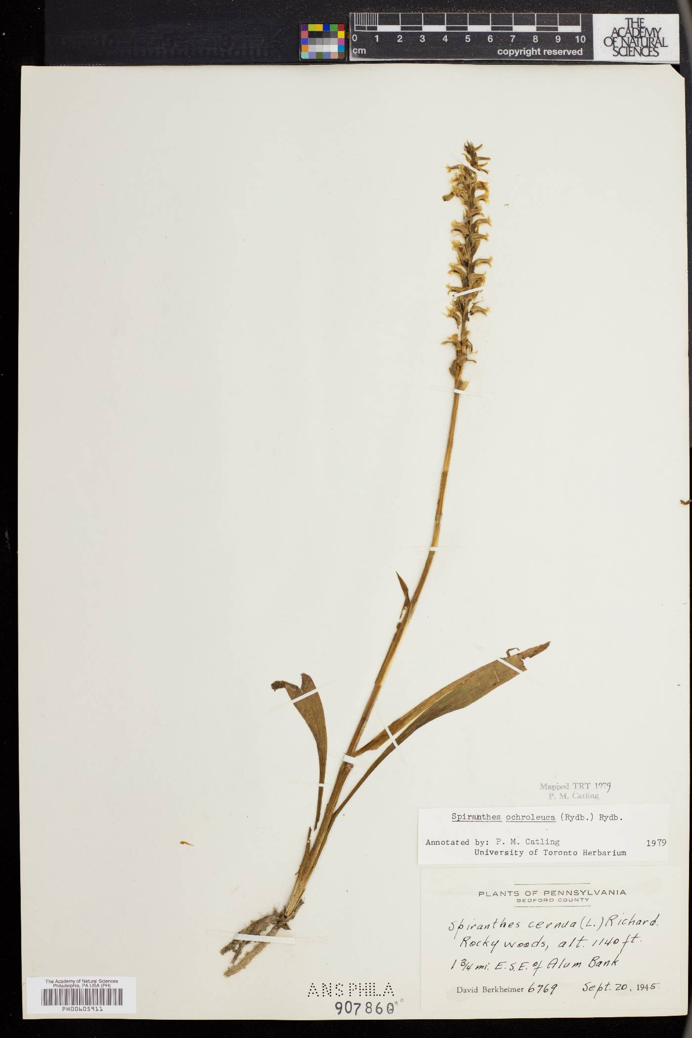 Spiranthes ochroleuca image