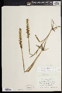 Spiranthes ochroleuca image