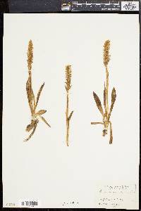 Spiranthes romanzoffiana image