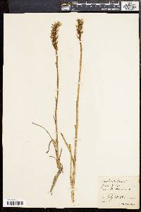 Spiranthes romanzoffiana image