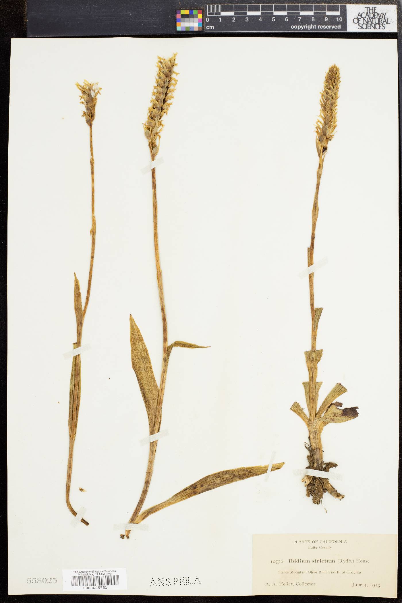 Spiranthes porrifolia image