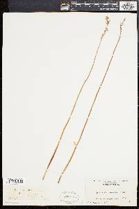 Media resource of Spiranthes tortilis