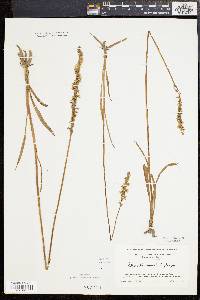 Spiranthes vernalis image