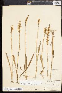 Spiranthes vernalis image