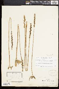 Spiranthes vernalis image