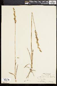 Spiranthes vernalis image