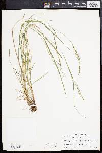 Carex aestivalis image