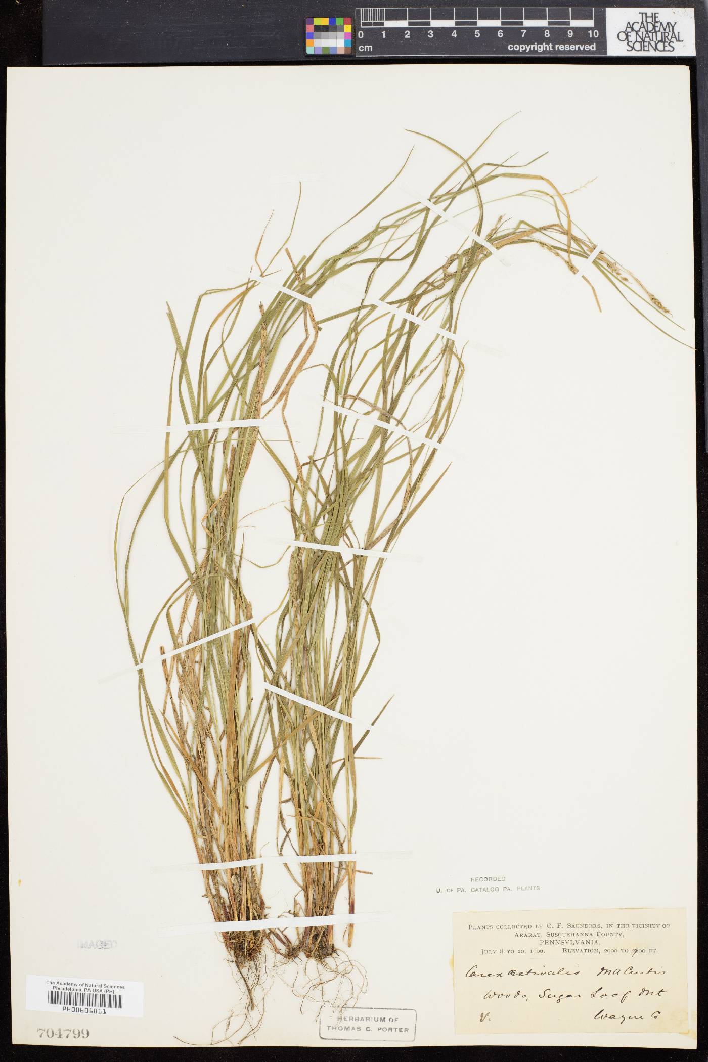 Carex aestivalis image