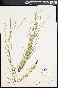 Carex aestivalis image