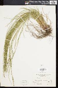 Carex aestivalis image