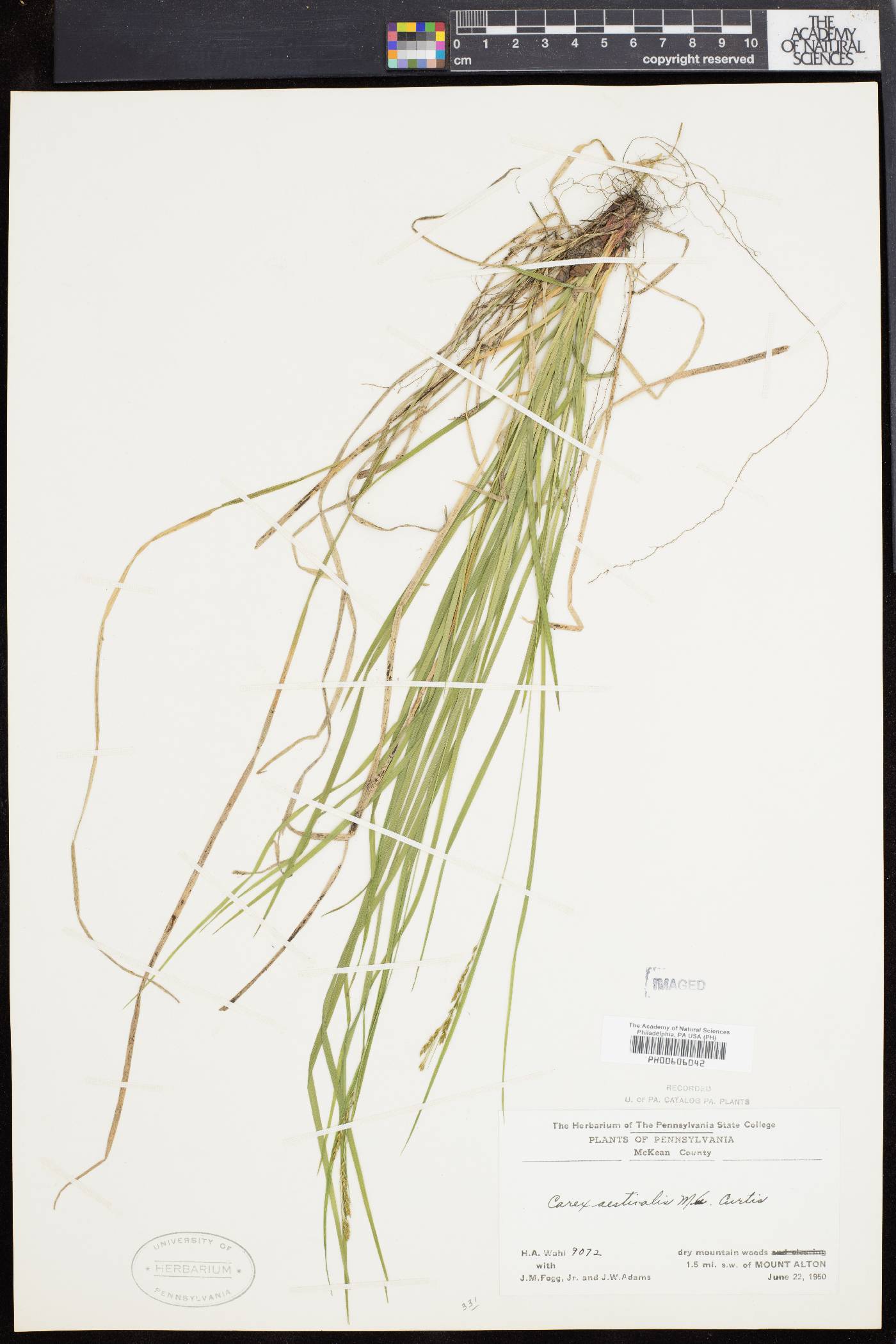 Carex aestivalis image