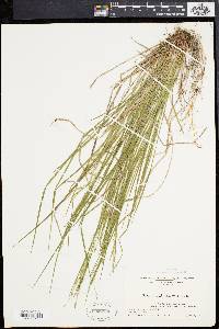 Carex aestivalis image