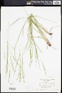 Carex aestivalis image