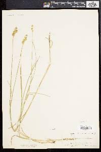 Carex alata image