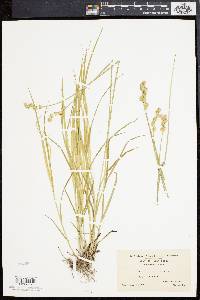 Carex alata image