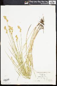 Carex alata image