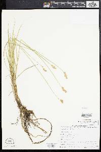 Carex alata image