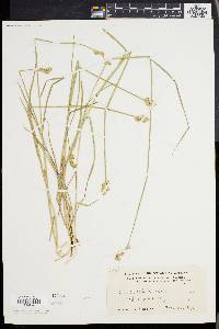 Carex albolutescens image