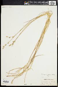 Carex albolutescens image