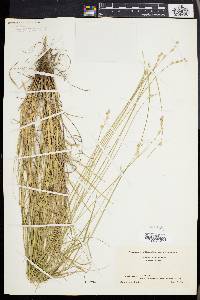 Carex albolutescens image