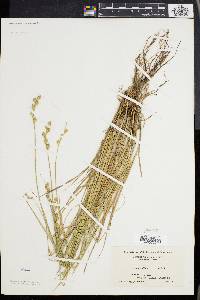 Carex albolutescens image