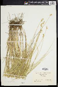 Carex albolutescens image