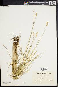 Carex albolutescens image