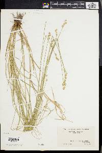 Carex albolutescens image