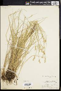 Carex albolutescens image