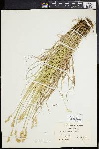 Carex albolutescens image