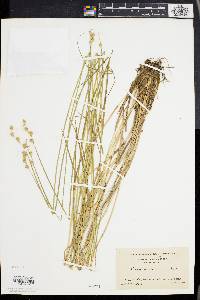 Carex albolutescens image