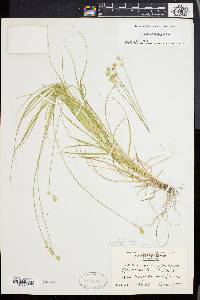 Carex albolutescens image