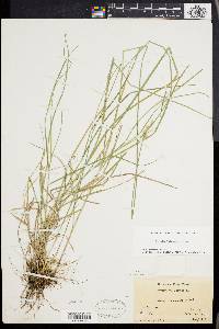 Carex albolutescens image