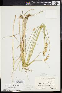 Carex albolutescens image