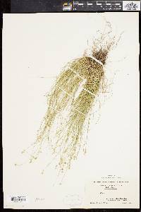 Carex angustior image