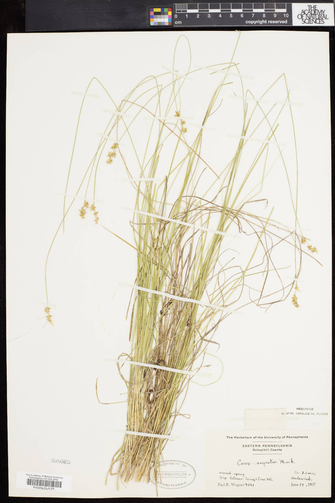 Carex angustior image