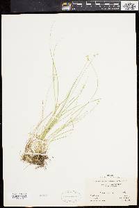 Carex angustior image