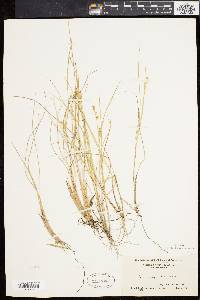 Carex angustior image